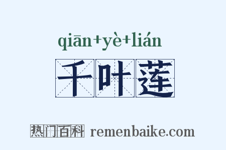 千叶莲是什么意思的图片